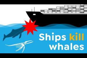 Ships kill whales
